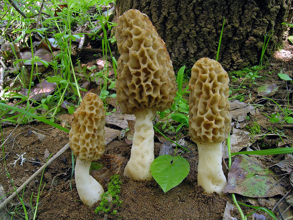 What is Morel Mushrooms?